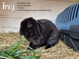 (S) Dvärgvädurar, Fagersta